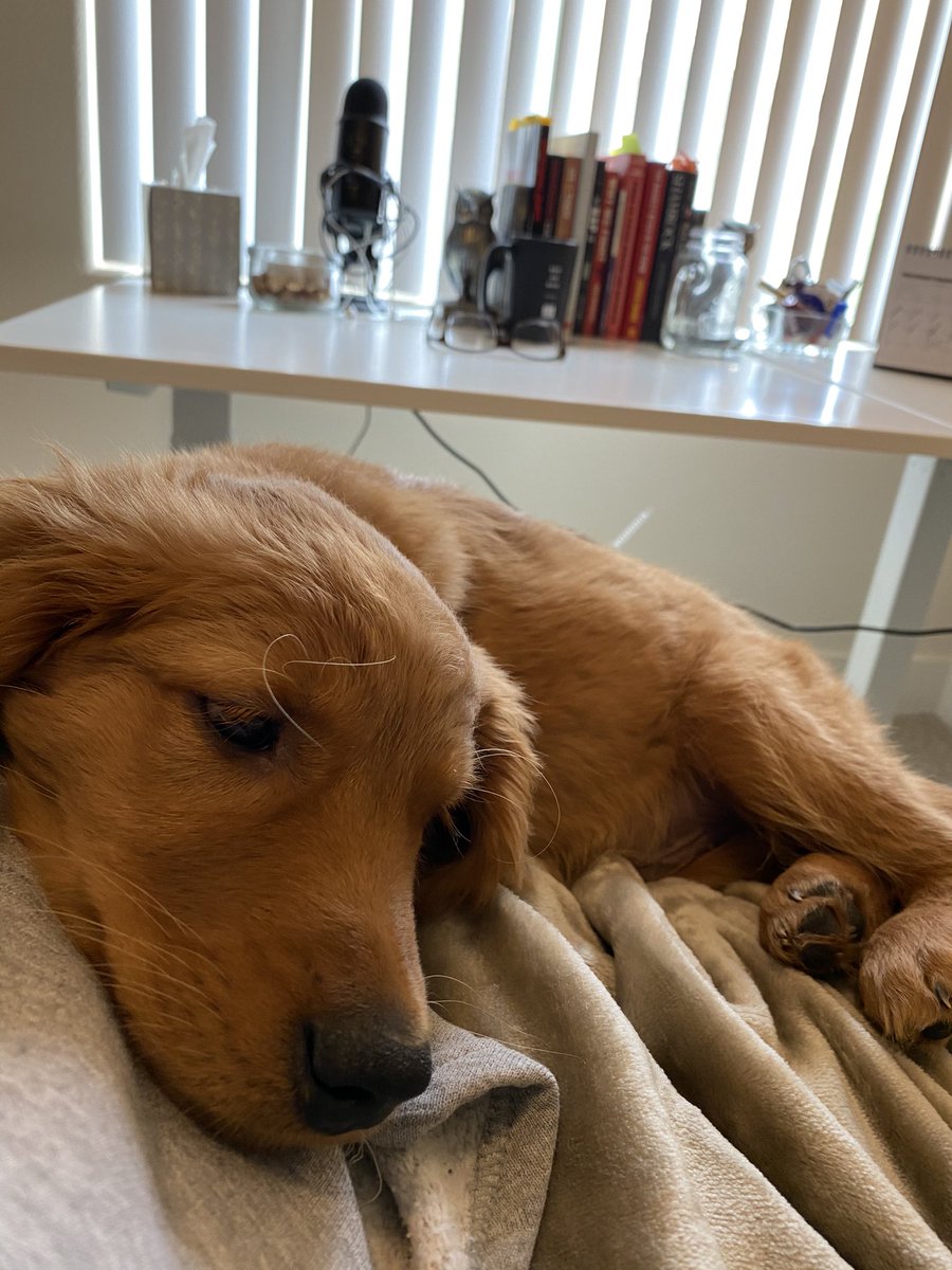 CleophusUzaKing's tweet photo. Maybe if I give her some puppy eyes @TSingletonSays will gimme a treat and stop 🐾working🐾...
#Cleophus #GoldenRetrieversRule #DogsofTwittter https://t.co/uQeHudcUVU