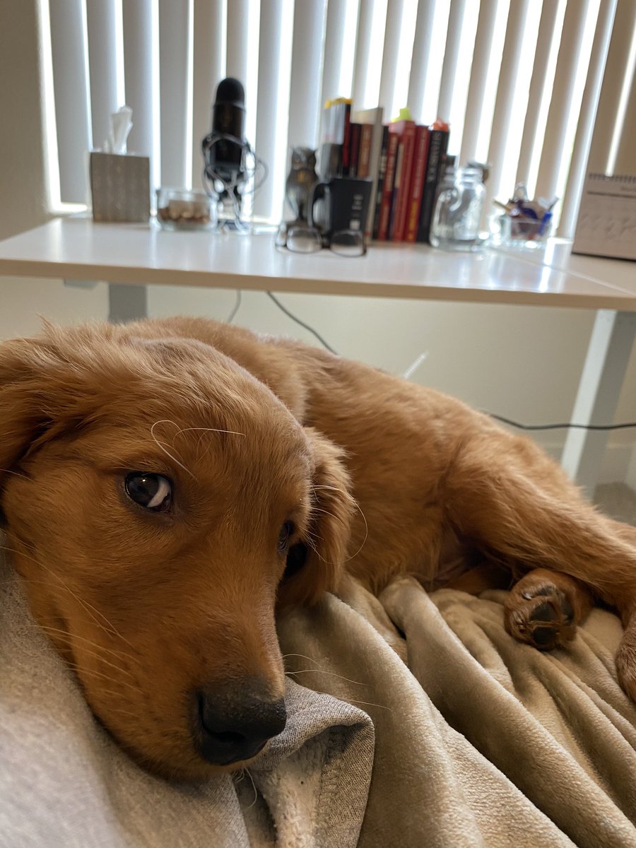 CleophusUzaKing's tweet photo. Maybe if I give her some puppy eyes @TSingletonSays will gimme a treat and stop 🐾working🐾...
#Cleophus #GoldenRetrieversRule #DogsofTwittter https://t.co/uQeHudcUVU