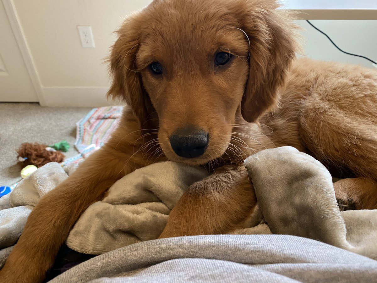 CleophusUzaKing's tweet photo. Maybe if I give her some puppy eyes @TSingletonSays will gimme a treat and stop 🐾working🐾...
#Cleophus #GoldenRetrieversRule #DogsofTwittter https://t.co/uQeHudcUVU