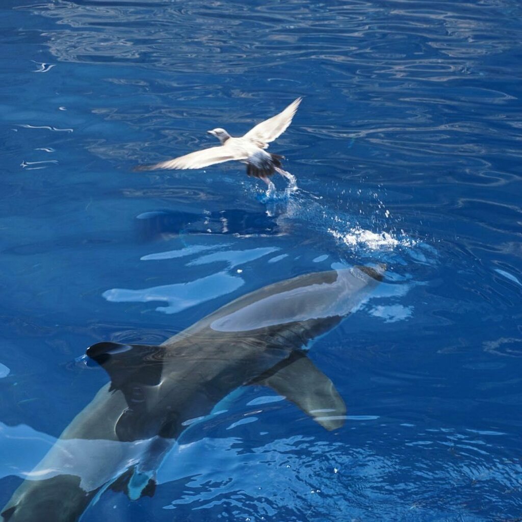 Shark Diving Xperts tweet media