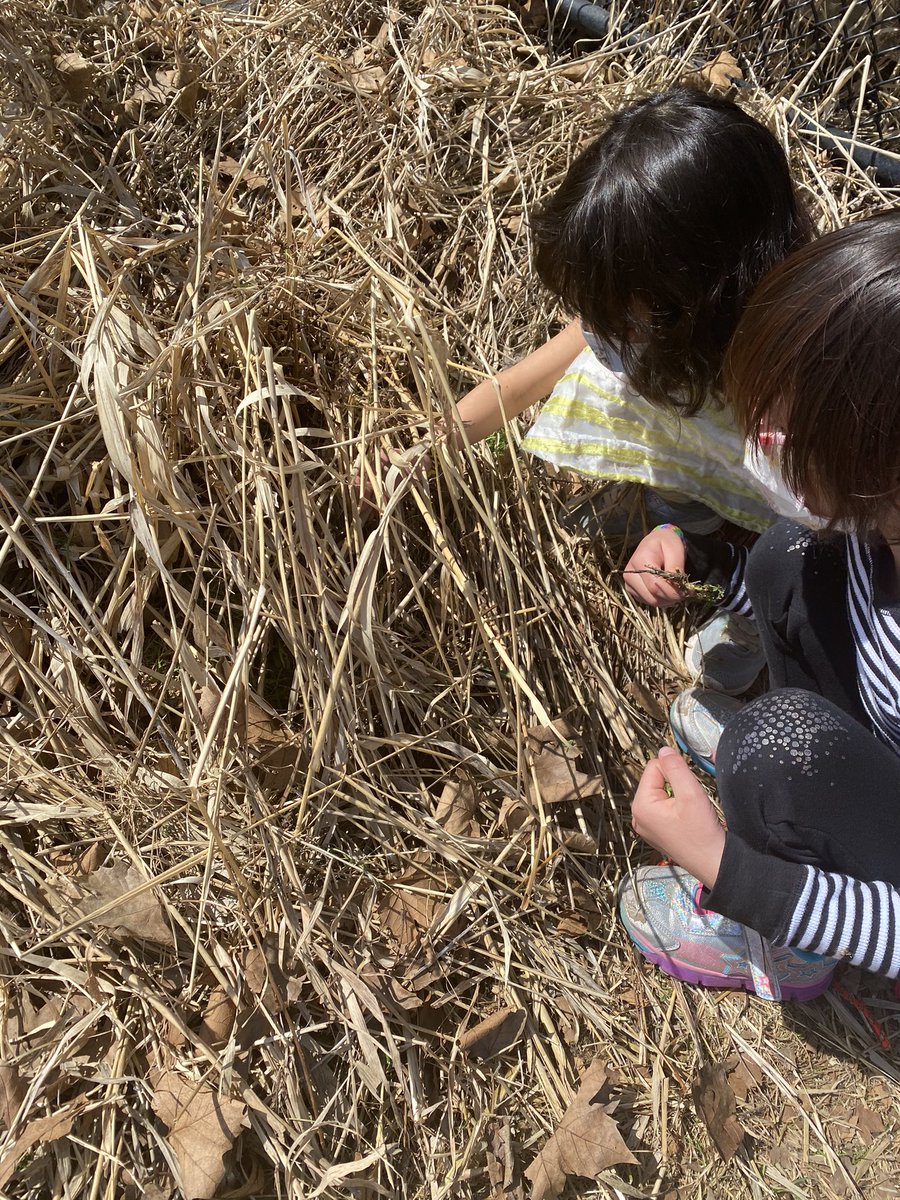 MsGhazi2's tweet photo. More signs of spring: searching for a four leaf clover🍀 and looking at snails🐌 https://t.co/hsJ2otsh0C