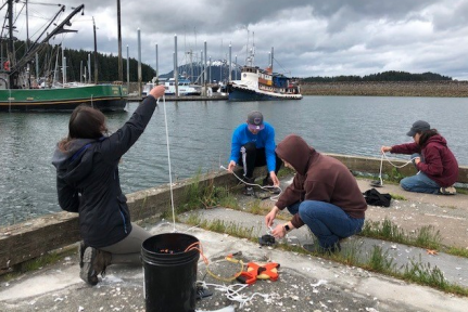 SERCinvasions's tweet photo. "Hoorah for Hoonah! A New Site Comes Online!" Check out the latest #PlateWatch Newsletter for updates on our monitoring program, #fouling in the Arctic, and the use of metagenetics to detect non-native species in Alaska! π·: Sean Williams https://t.co/ei0TFpLKjR https://t.co/ETlb8uhbnC