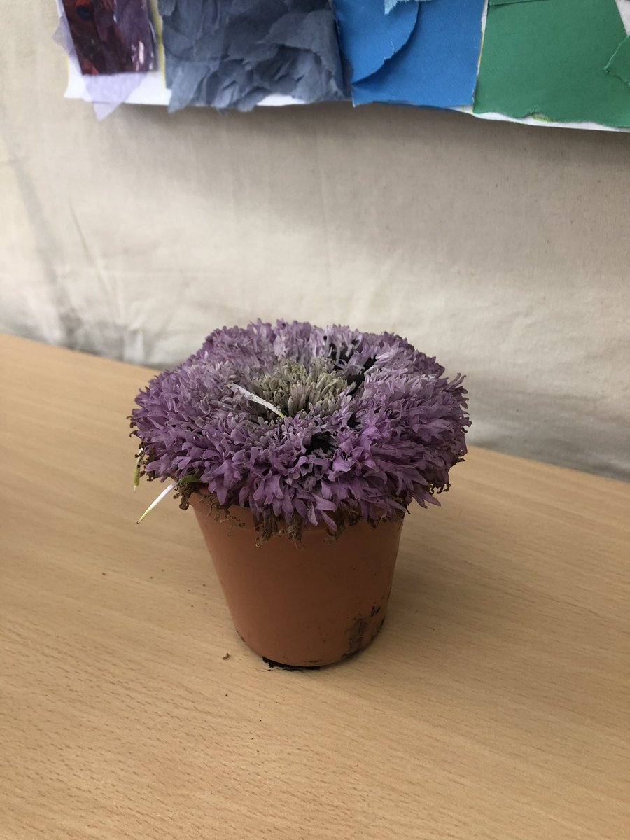 dollyteaches's tweet photo. Yesterday I brought in some nearly dead flowers for my pupils to ‘play with’, assuming they’d be destroyed within minutes since they were already falling apart. Instead they’ve all been lovingly replanted and carefully drawn 🪴 https://t.co/slEQdmVOcD