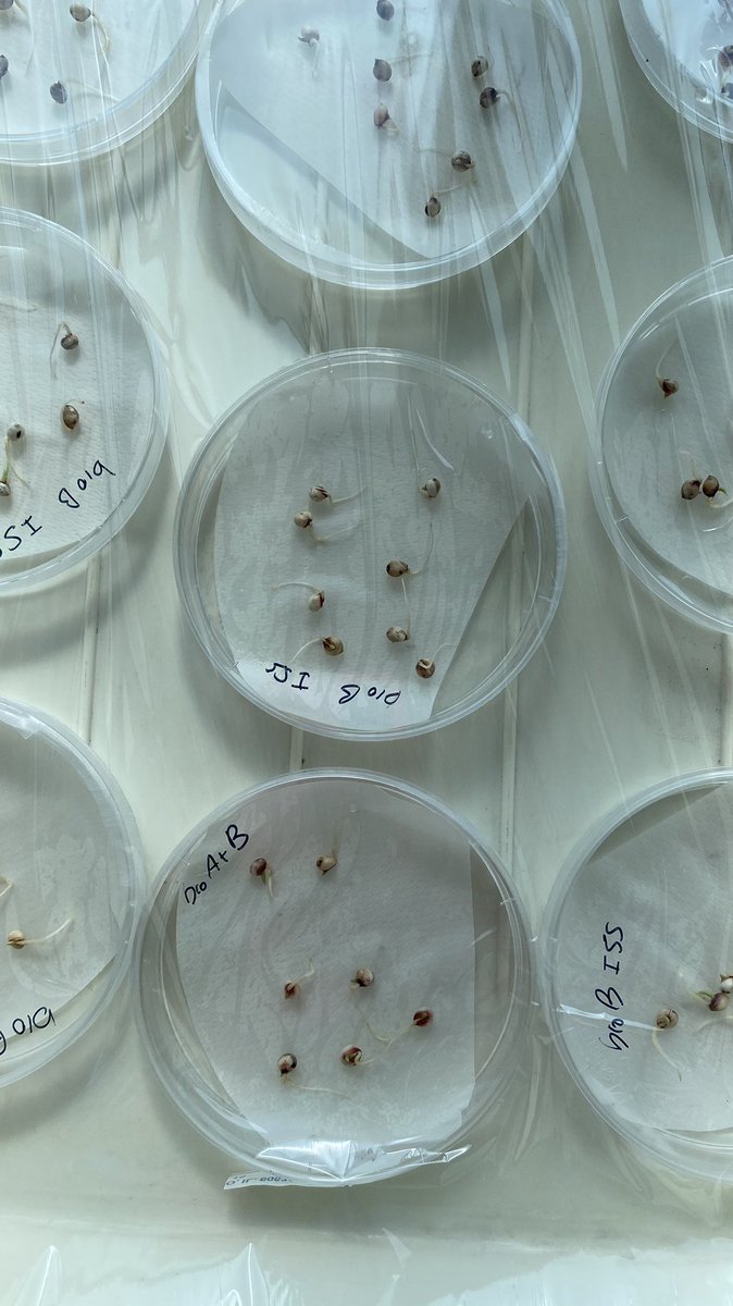 alymischa's tweet photo. Back to the origin today! Back to #seeds, #plantlets, #inocula, and so on ! 🌱 you can’t rule the heart❤️ https://t.co/WOweOCMLvG