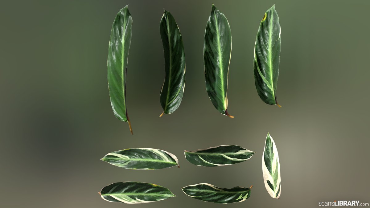 ScansLibrary's tweet photo. NEW - Alpinia tricolor
You can view all "Plant" scans here:
https://t.co/5aoe6ibcAt
#scanslibrary #scanning #3dmodeling #3dmaterials #3dtexture #scandata #render #photogrammetry https://t.co/YtS1Uv0EwE