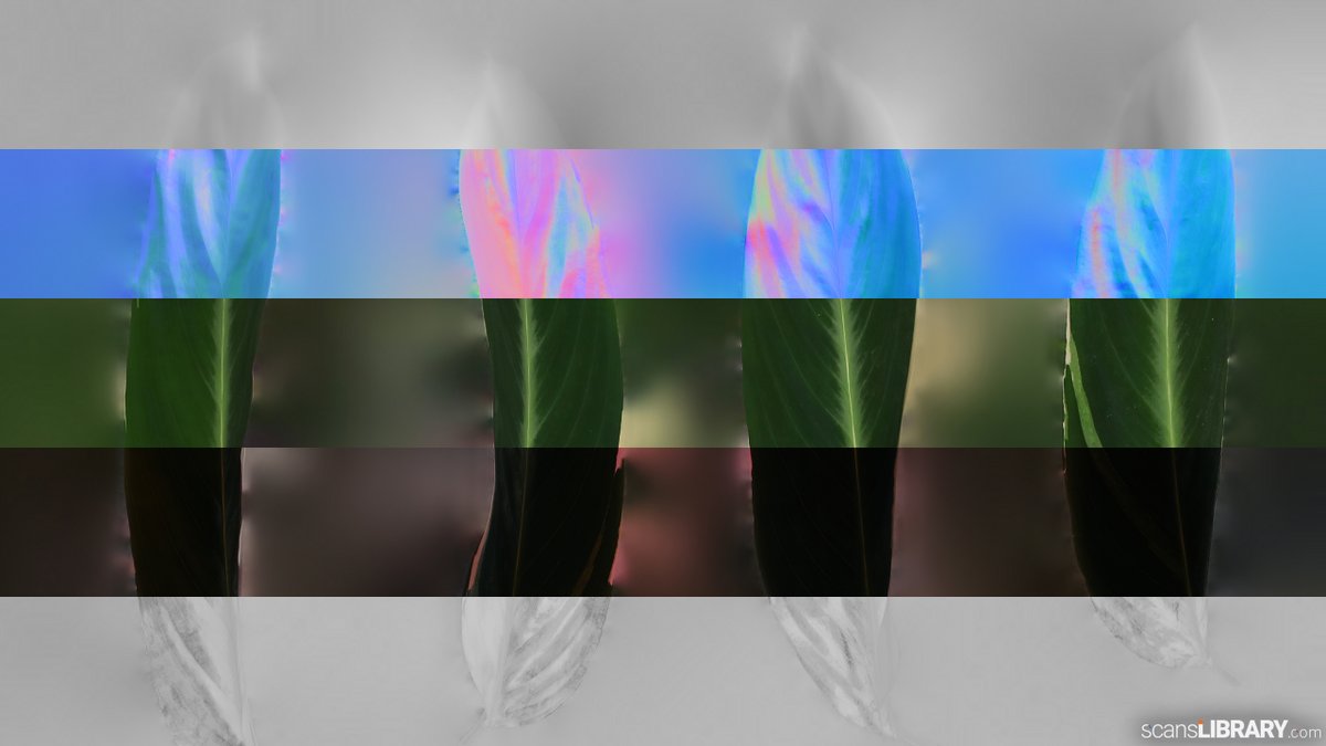 ScansLibrary's tweet photo. NEW - Alpinia tricolor
You can view all "Plant" scans here:
https://t.co/5aoe6ibcAt
#scanslibrary #scanning #3dmodeling #3dmaterials #3dtexture #scandata #render #photogrammetry https://t.co/YtS1Uv0EwE