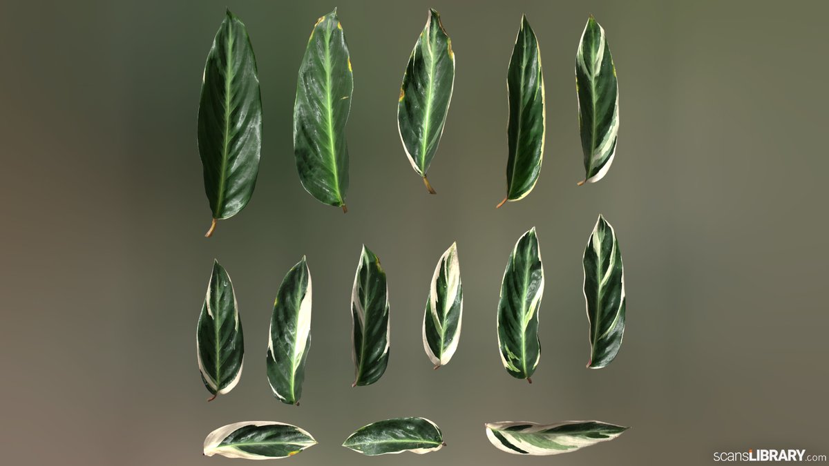 ScansLibrary's tweet photo. NEW - Alpinia tricolor
You can view all "Plant" scans here:
https://t.co/5aoe6ibcAt
#scanslibrary #scanning #3dmodeling #3dmaterials #3dtexture #scandata #render #photogrammetry https://t.co/YtS1Uv0EwE