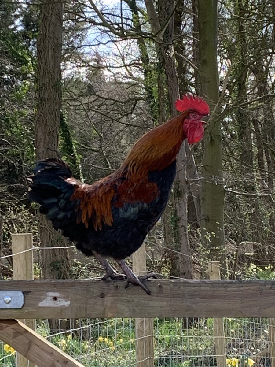 lisacsinclair's tweet photo. Farewell, Joey.  Enjoy your new home. 🐓 xx https://t.co/MkUAnWaL5l