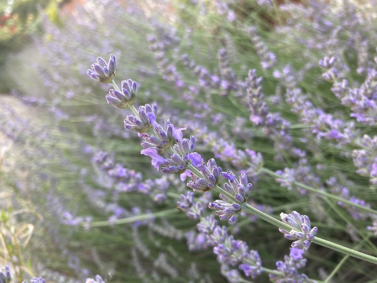 Essence Foods and Essence Botanicals tweet media