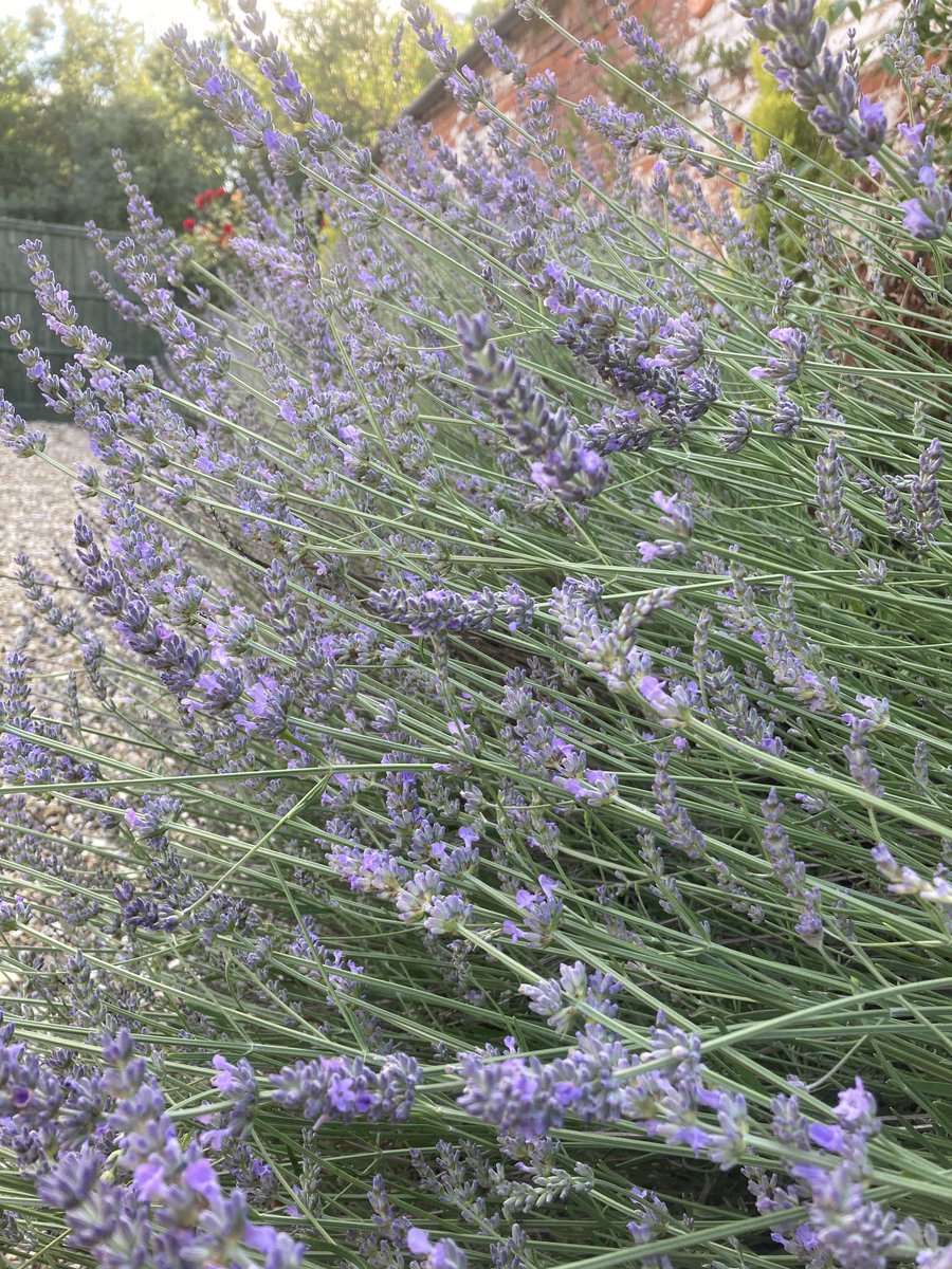 Essence Foods and Essence Botanicals tweet media