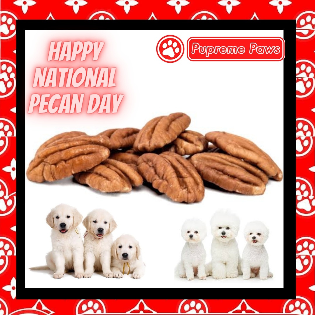 PupremePaws's tweet photo. 🌟Happy National Pecan Day💗 https://t.co/CTldMbjq0W
#pupremepaws #pupreme #doglife🐾👣 #doglifes #doglifejacket #doglife🐶 #dogofmylife #dogofday #dogoftheworld  #dogofig #dogofinstaworld #dogoftheweek  #dogstuff #dogofthedayjp #dogofinstagram #dogoftheday #dogsofinsta #dogs https://t.co/crRWCyLy3u
