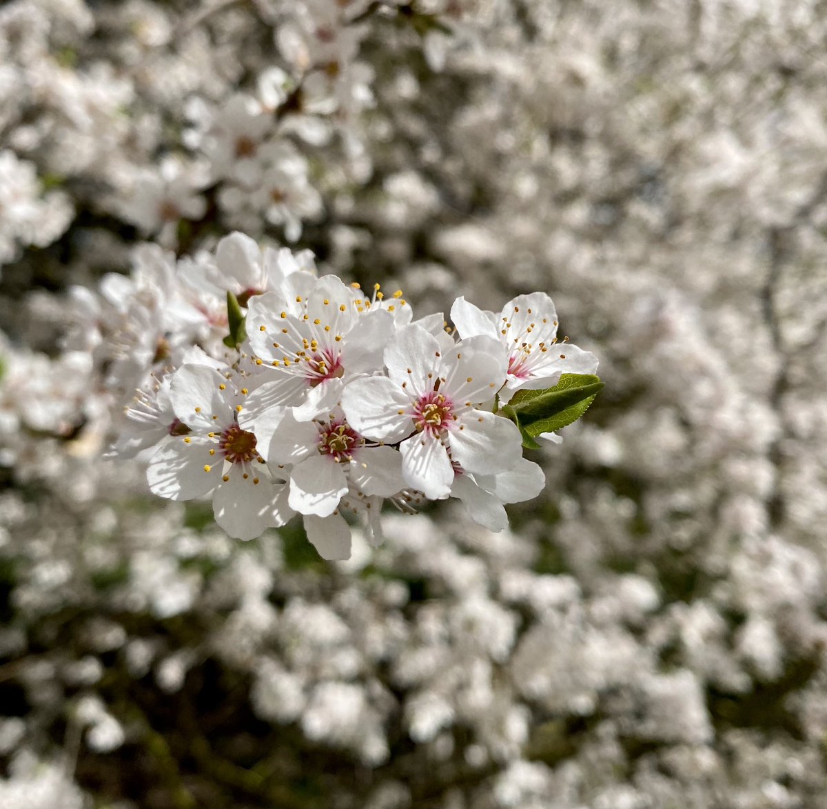 Sharon J Porter tweet media