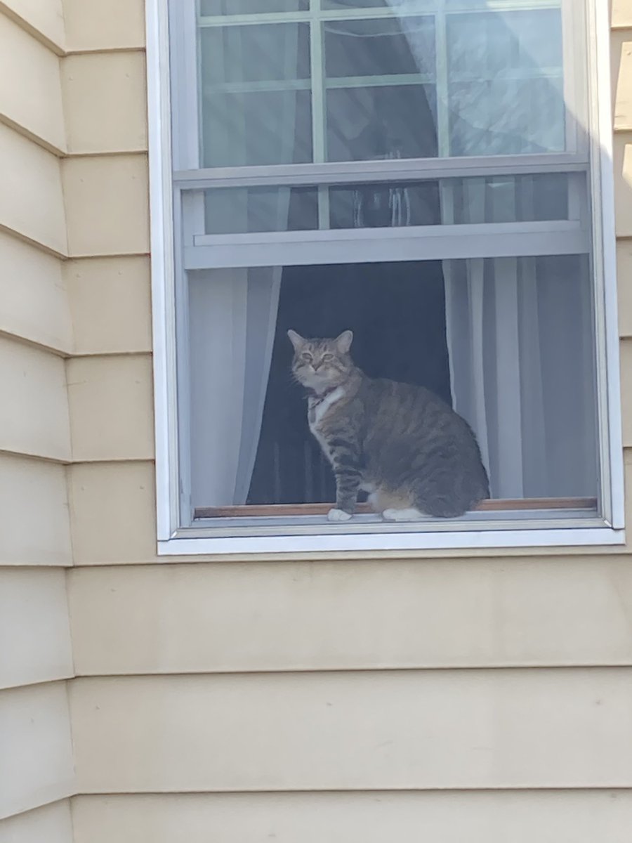 LouBonomi's tweet photo. As I pull out of my driveway.... she begs me to stay π»#AdoptDontShop #catinwindow https://t.co/QPORwFCNCm