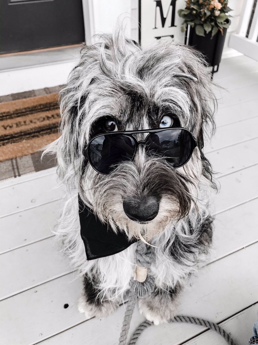 Michael_Jarv's tweet image. When an account with 34k followers endorses the competition, that makes you the #Underdog 😂 Vote Slater to vote for the little guy! #WoofDa