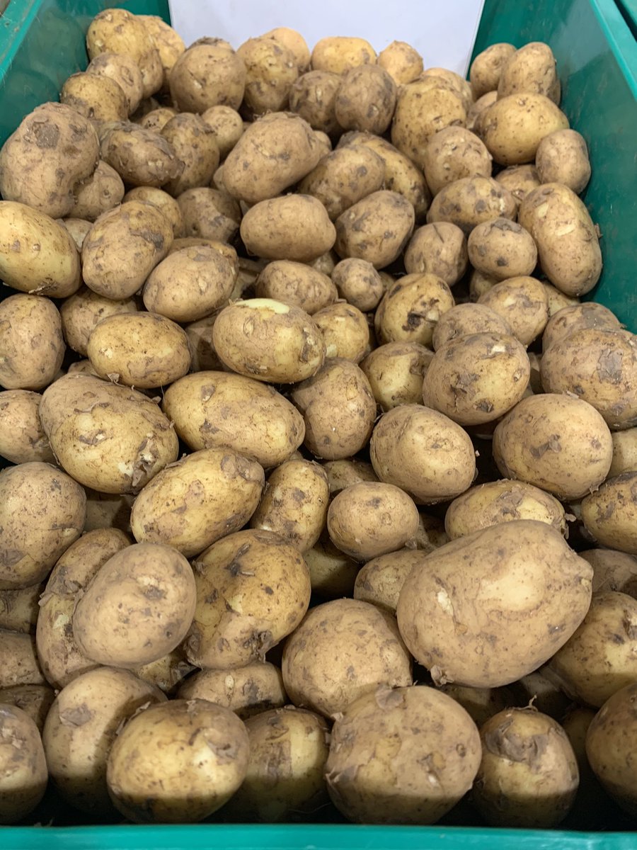 TatwsTrading's tweet photo. Fantastic #Majorcan Maris peer starting today at #sioptatwstudno super flavour sign of spring https://t.co/L9K9lTBDNu