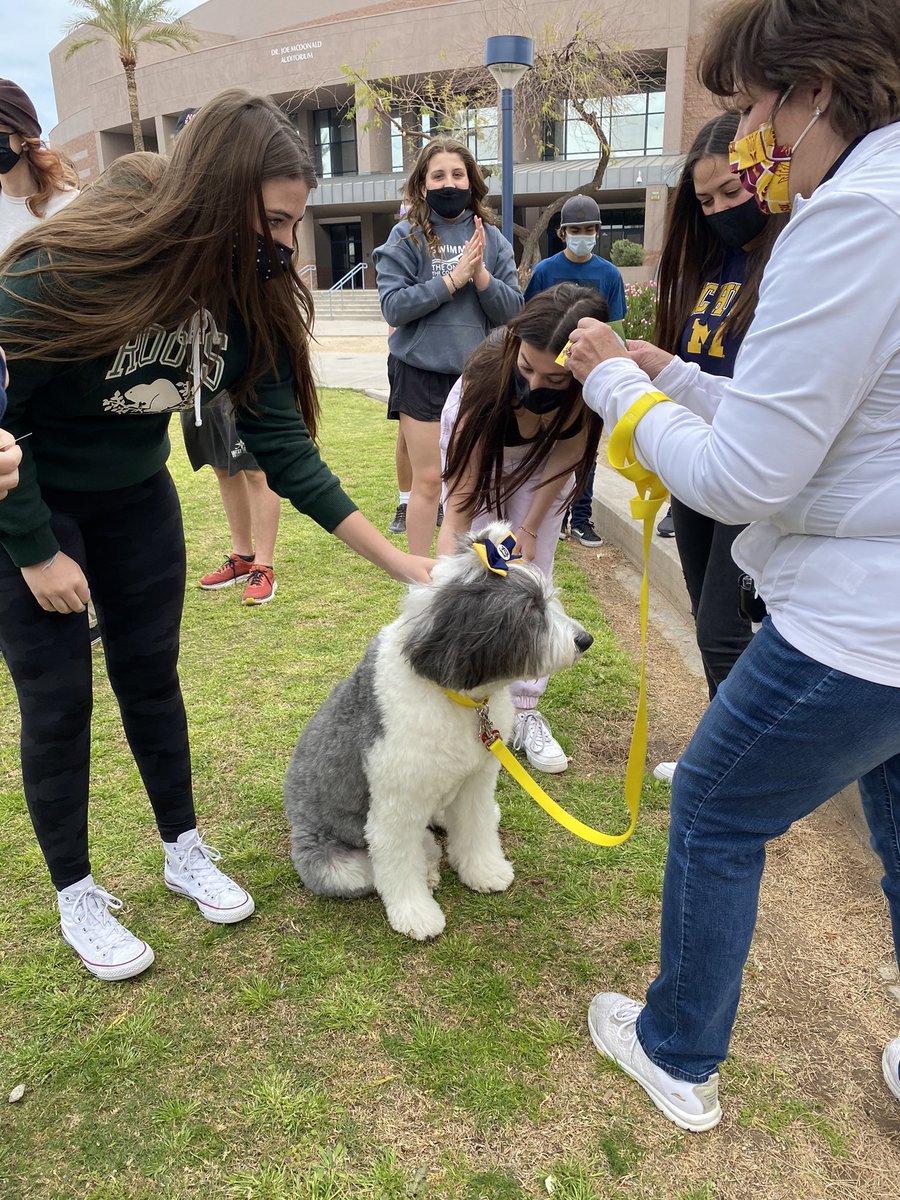 DVHS_TUHSD's tweet photo. @dv_stuco organized for therapy dogs to treat 6 lucky classes to much needed stress relief! Thank you so much to Sun Devil Paws Therapy for coming out to help support our students and staff! Here are some awesome pictures of our furry friends who made the trip!⚡️ #ThunderNation https://t.co/l3xvJ1rNLH