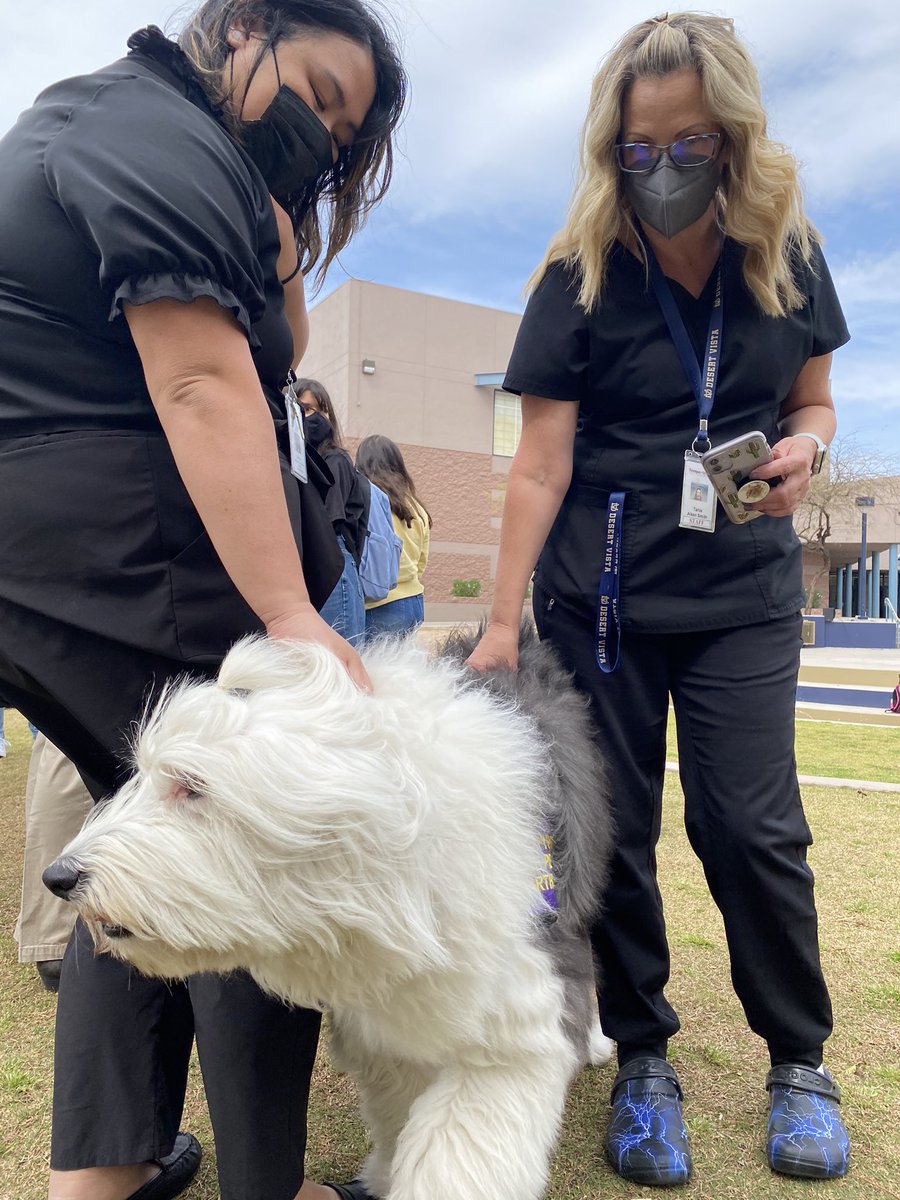 DVHS_TUHSD's tweet photo. @dv_stuco organized for therapy dogs to treat 6 lucky classes to much needed stress relief! Thank you so much to Sun Devil Paws Therapy for coming out to help support our students and staff! Here are some awesome pictures of our furry friends who made the trip!⚡️ #ThunderNation https://t.co/l3xvJ1rNLH