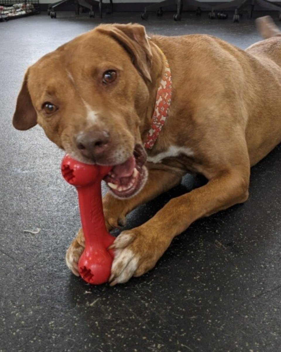 PopeMemorialNH's tweet photo. You get a Kong, and you get a Kong, and Riggs gets as many as he wants! What a great surprise to find out  Woofmeow nominated us for this amazing prize package of Kongs for our animals. Thank you KONG Company and Woofmeow for all your support! https://t.co/XUfq6ch0HS
