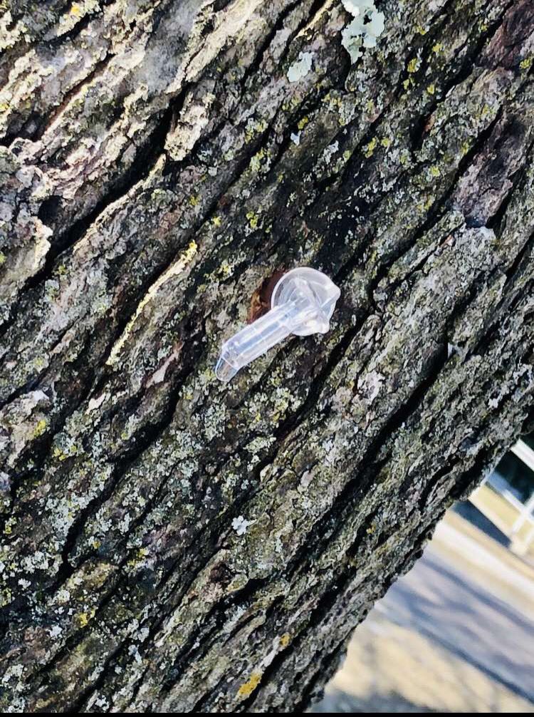 grituntapped's tweet photo. That time of year again #NewYorkMaple https://t.co/Zn2WJIX7II