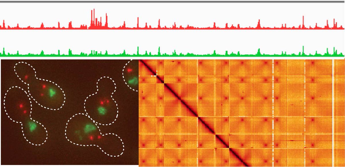 Postdoc position available in our group on meiosis/chromosome biology. Enthusiasm essential. Experience with  programming for proteomics/NGS an advantage. For details and how to apply: elxw.fa.em3.oraclecloud.com/hcmUI/Candidat…
