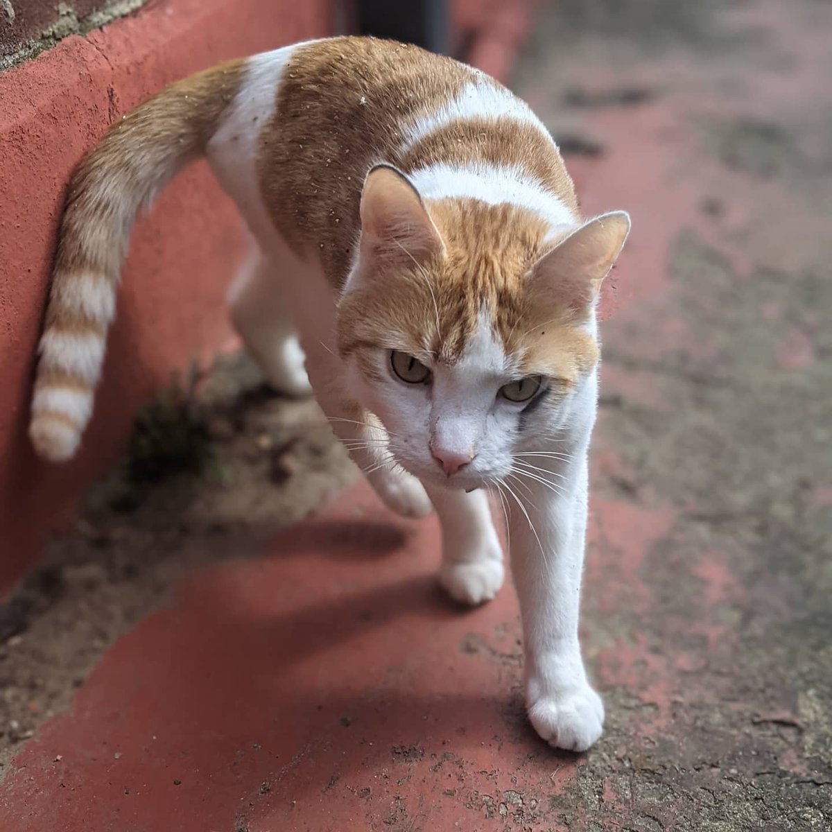 RonandSquidge's tweet photo. The humans had the nerve to say I had dirt on my face.

They legit have no idea what is cool.

#itsnotaphasethisiswhoiam #CatsOfTwitter https://t.co/aIyTG2KmEs