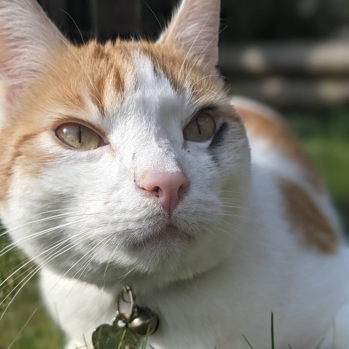 RonandSquidge's tweet photo. The humans had the nerve to say I had dirt on my face.

They legit have no idea what is cool.

#itsnotaphasethisiswhoiam #CatsOfTwitter https://t.co/aIyTG2KmEs