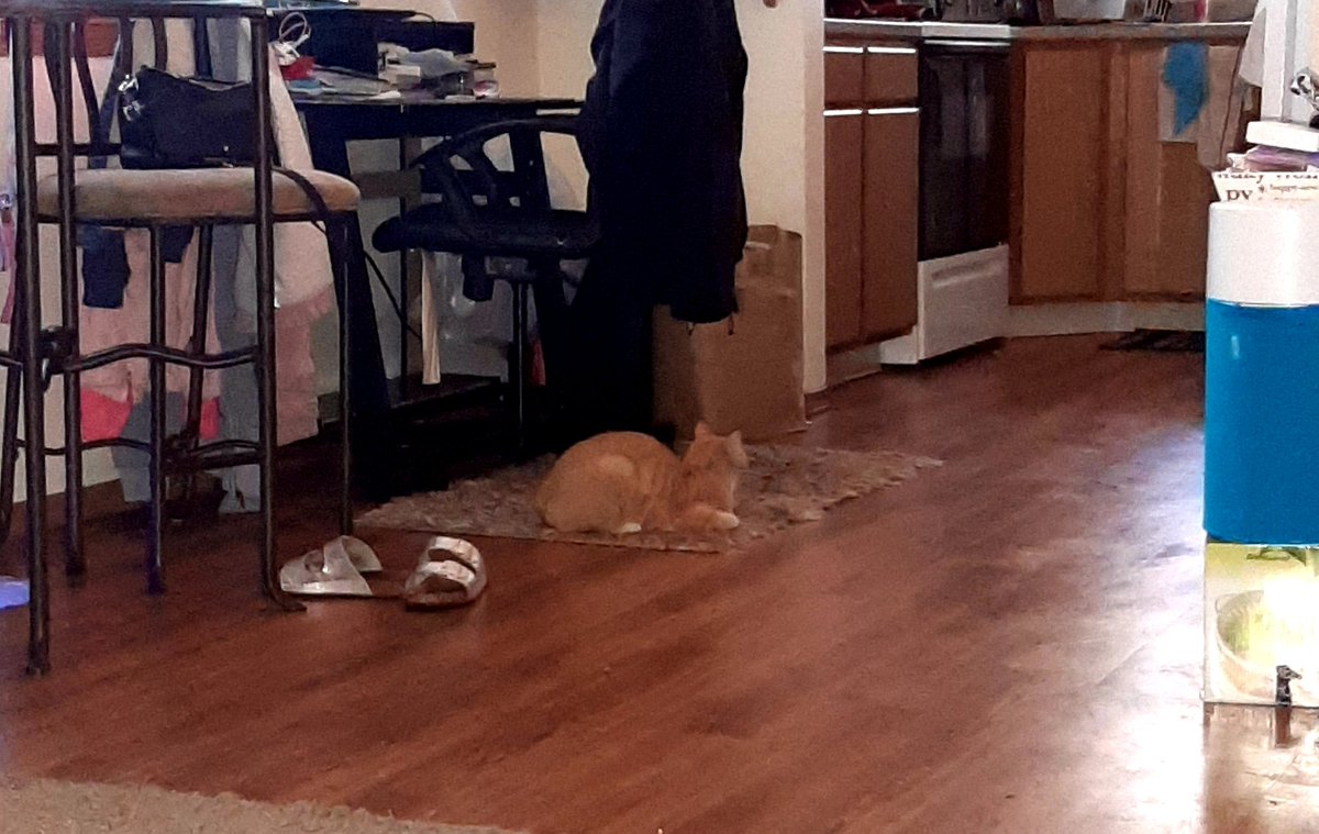 AkaOrangejuice's tweet photo. Just loafin' ♥ 

#CatsOfTwitter #loafin https://t.co/ApYlI4wtg6