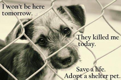 sachikoko's tweet image. 🙏🏾PLEASE #SAVEALIFE🐾❤🐶🐱🐰🐴❤🐾🙏🏾
🚨DON'T JUST LIKE, RETWEET!🚨
#FOSTER
#RESCUE
#ADOPT
#PLEDGE
#VOLUNTEER