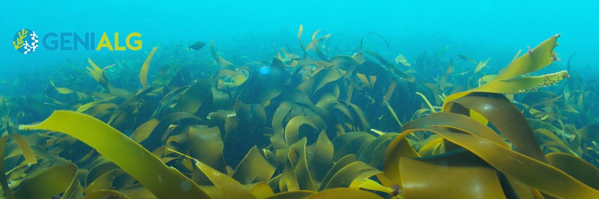 GENIALG_EU's tweet photo. 💚Happy #PhycologyFriday💚

The fourth GENIALG E-Newsletter will be out soon!

Have you subscribed?

📝🔜https://t.co/GxiTX95VkM

#seaweed #FarmedintheEU #algae #H2020 #BlueEconomy #sustainabilityweek2021 #Sustainability #biotech https://t.co/jIvrhY2GIx