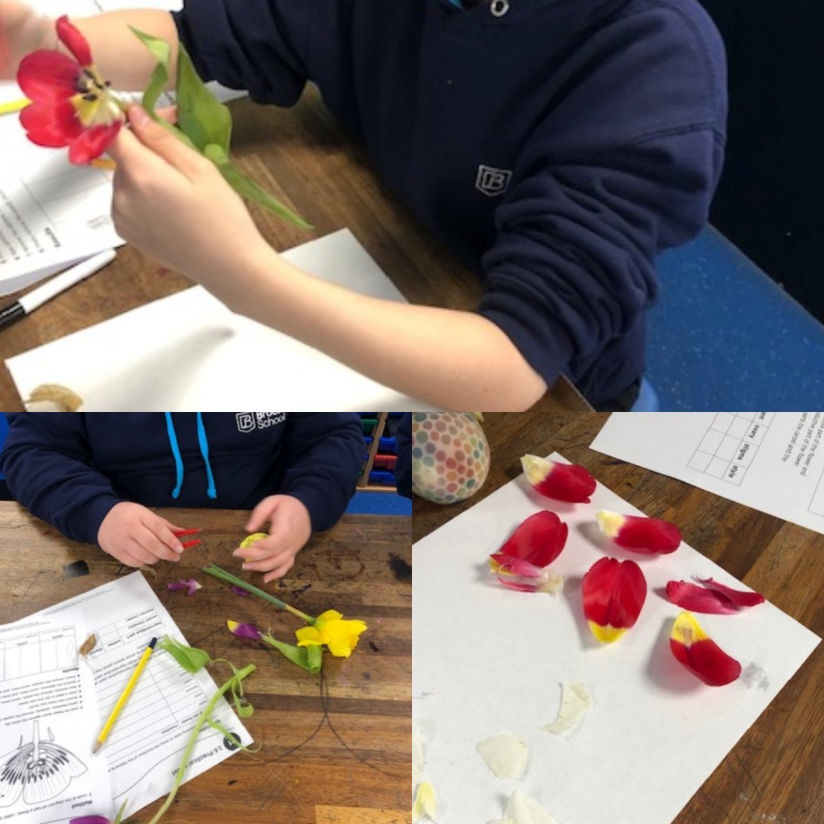 Brookfield_PLF's tweet photo. Spring has sprung at Brookfield! Dissection and painting of flowers this week 😍 💐 https://t.co/A6CZRzlI6Q