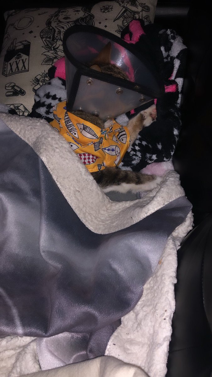ogjustdev's tweet photo. plz share, donate, loving thoughts, whatever we have to do to keep murd around for as long as possible. i am desperate 🥺 https://t.co/wX8BP7POua