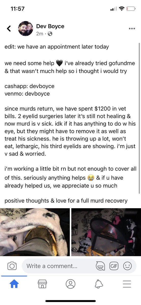 ogjustdev's tweet photo. plz share, donate, loving thoughts, whatever we have to do to keep murd around for as long as possible. i am desperate 🥺 https://t.co/wX8BP7POua