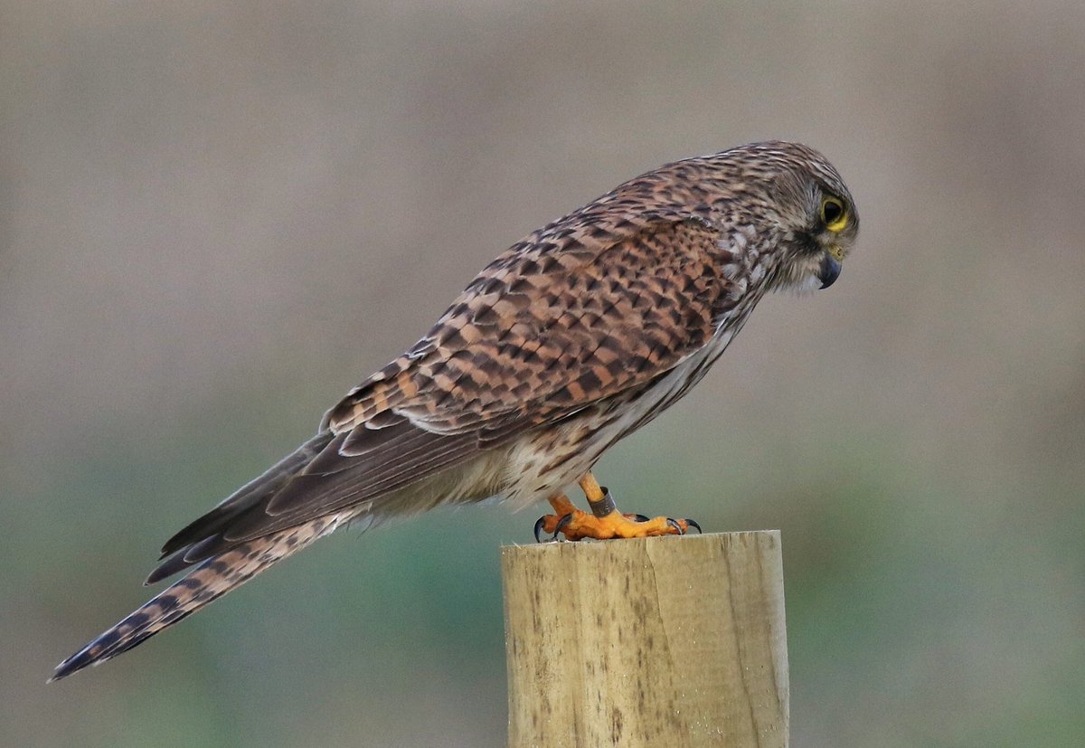 Please get in touch if you have any information.. ANOTHER needless death of a beautiful kestrel.. 😡😞
☎️Tel 101, quoting below crime number..👇🏼#raptorpersecution #wildlifecrime #wildlife