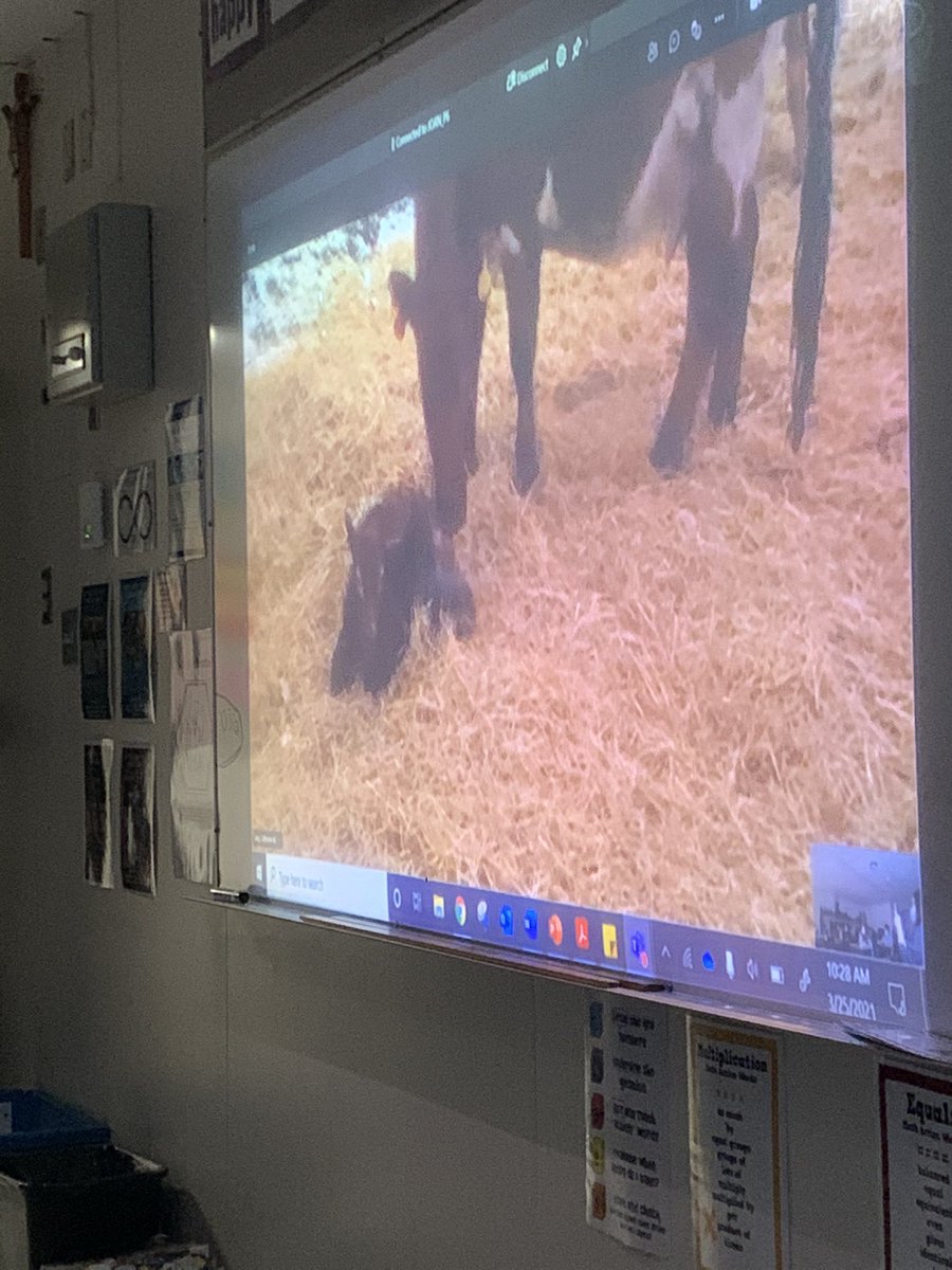 MrsManastyrski's tweet photo. What a great morning! Thank you to @catherine_lang2 for taking us on a virtual tour of her farm. The grade 6’s learned so much and loved seeing brand new baby calves! @RCSD_No81 @joarcsd #RCSDConnect https://t.co/zQhBng4SLE