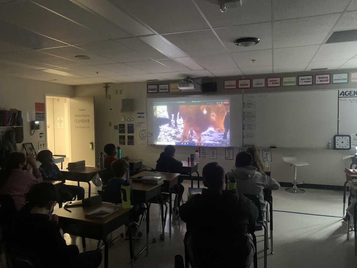 MrsManastyrski's tweet photo. What a great morning! Thank you to @catherine_lang2 for taking us on a virtual tour of her farm. The grade 6’s learned so much and loved seeing brand new baby calves! @RCSD_No81 @joarcsd #RCSDConnect https://t.co/zQhBng4SLE