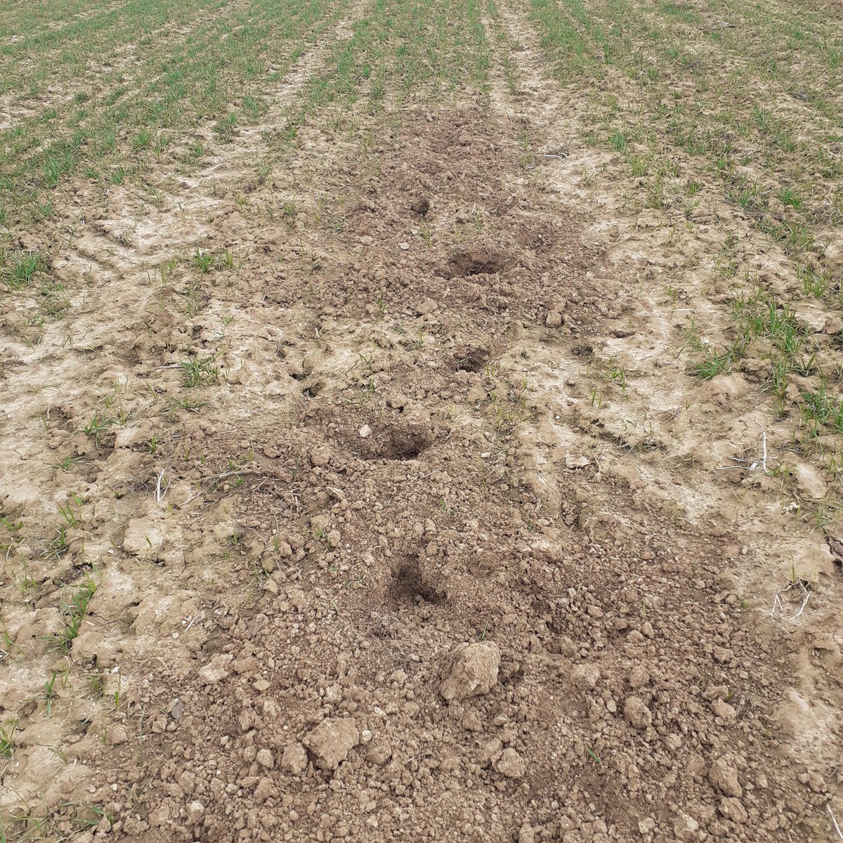 GuyotVincent02's tweet photo. Mon blé #rubisko a eu une petite visite : 🐗 ... D'habitude, il passe mais ne reste pas, là il semble tourner dans le secteur. A suivre ... https://t.co/7B9veEyWnQ