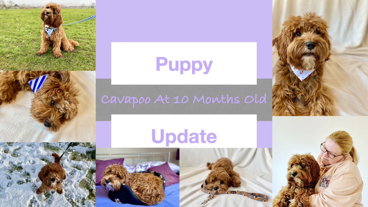 I’ve just uploaded a new vlog on my YouTube channel. It’s Bailey’s 10 months old update. Please check it out.

youtu.be/Rrjru78-F10