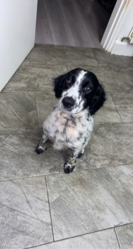 UPDATED TO #STOLEN 😢@gmpolice @gmptraffic 

🆘21 MAR 2021. CASSIE #Lost #ScanMe 
Black & White Cocker Spaniel Female
#LittleHulton area #Manchester #M38
SIGHTINGS PLZ ☎️07907049748
doglost.co.uk/dog-blog.php?d…