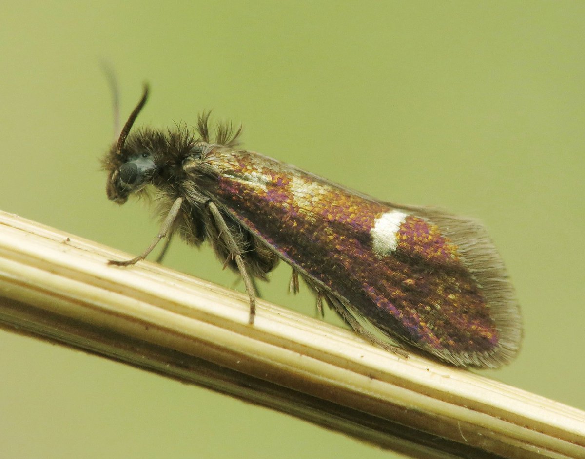 Afgelopen woensdag deze Zilvervlekpurpermot kunnen vereeuwigen op de Borkeld. Klein beestje.  #Borkeld #moths #microlepidopteria #macro #nachtvlinder <a href="/Nachtvlinders/">Nachtvlinders</a> <a href="/IVNNederland/">IVN Natuureducatie</a> <a href="/vlinderNL/">De Vlinderstichting</a> <a href="/waarneming/">Waarneming.nl</a>