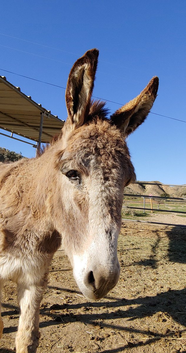 rescue_rose's tweet photo. Sweet Charlie has a swollen area that started on his stifle &amp; has moved to the inside of his leg. His vet is on their way. Please send him healing thoughts. 🙏
I'm adding photos of the swelling as a reply to this post.
#donkeys #RescueNurtureProtect https://t.co/hRCftP08Az