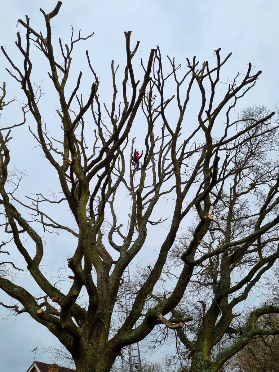 PrimaryTreeSurg's tweet photo. Experienced climber JL completing #crownreductions to these lovely Oak #trees in #OldBasing #treesurgery #treesurgeons https://t.co/rTl7z5RZOU