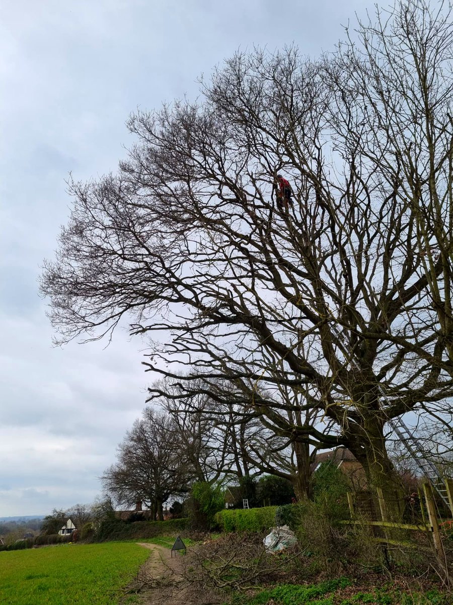 PrimaryTreeSurg's tweet photo. Experienced climber JL completing #crownreductions to these lovely Oak #trees in #OldBasing #treesurgery #treesurgeons https://t.co/rTl7z5RZOU