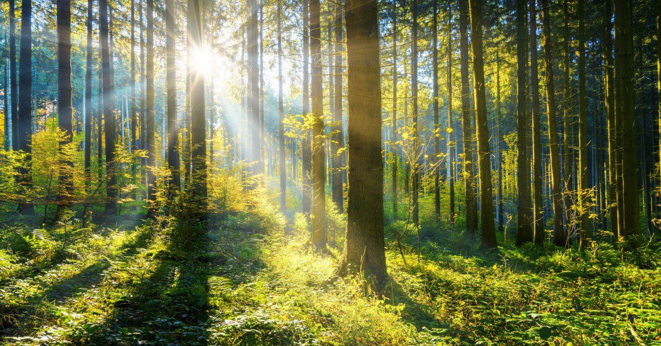 elendorskingdom's tweet photo. 🇮🇹 - Per far fronte al #ClimateChange e compensare al meglio le nostre emissioni di #CO2, siamo orgogliosi di annunciare che, in collaborazione con @treenation stiamo piantando una vera foresta, che potete trovare qui 👉 https://t.co/0VAGtcDP3E - #PlantTreeSaveLife #ClimateAction https://t.co/SPfQm5PK8m