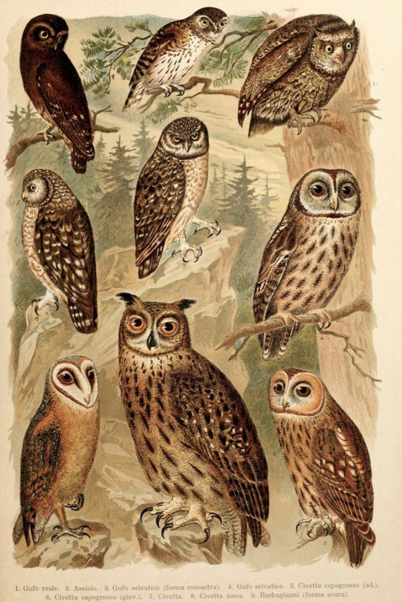 AnneLouiseAvery's tweet photo. Once upon a time in Surrey, there was a young woman who could talk to owls. By day, she worked at a milliners in Richmond, but at night, she heard the tales of shadow-mousers, hobhouchins &amp; jenny-howlets, &amp; learnt of the moon &amp; the church tower, the haystack &amp; the field mouse. https://t.co/16iIo4sJKd