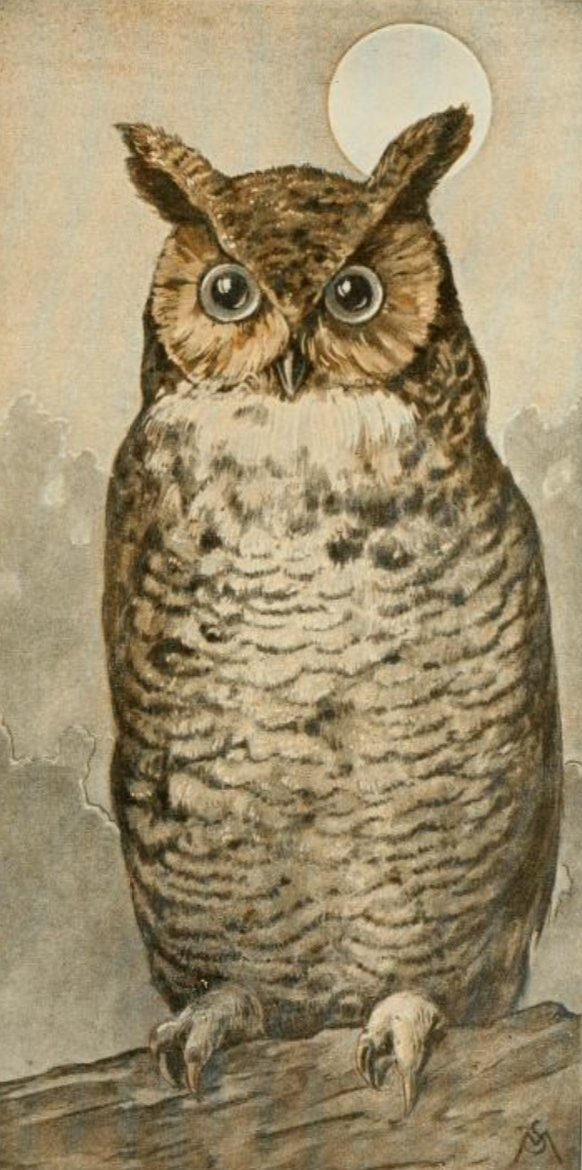 AnneLouiseAvery's tweet photo. Once upon a time in Surrey, there was a young woman who could talk to owls. By day, she worked at a milliners in Richmond, but at night, she heard the tales of shadow-mousers, hobhouchins &amp; jenny-howlets, &amp; learnt of the moon &amp; the church tower, the haystack &amp; the field mouse. https://t.co/16iIo4sJKd