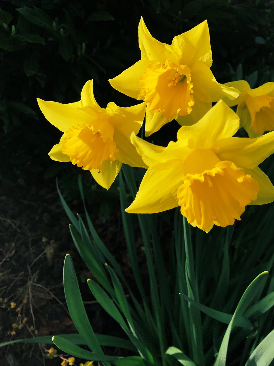 RachelTheRamblr's tweet photo. @Touchse @Giselleinmotion @CharlesMcCool @perthtravelers @SCHV_cottages From the last week ~ 1st week of official spring🌿#Top4Outside #top4theme #ramblr #pnw https://t.co/z2zIIci4D2