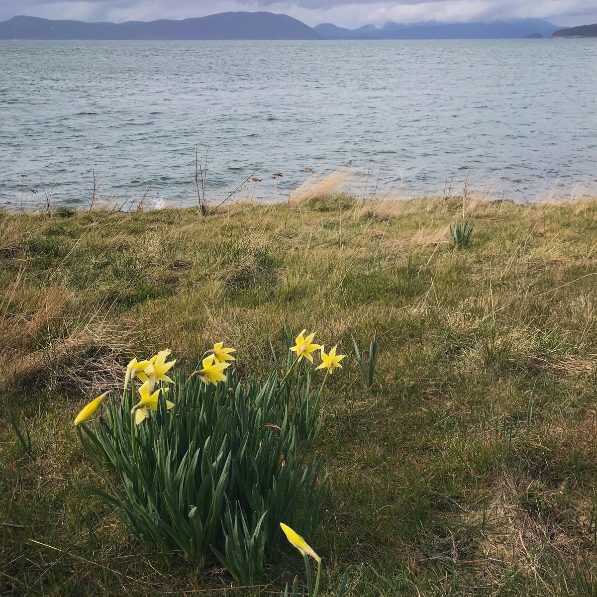 RachelTheRamblr's tweet photo. @Touchse @Giselleinmotion @CharlesMcCool @perthtravelers @SCHV_cottages From the last week ~ 1st week of official spring🌿#Top4Outside #top4theme #ramblr #pnw https://t.co/z2zIIci4D2