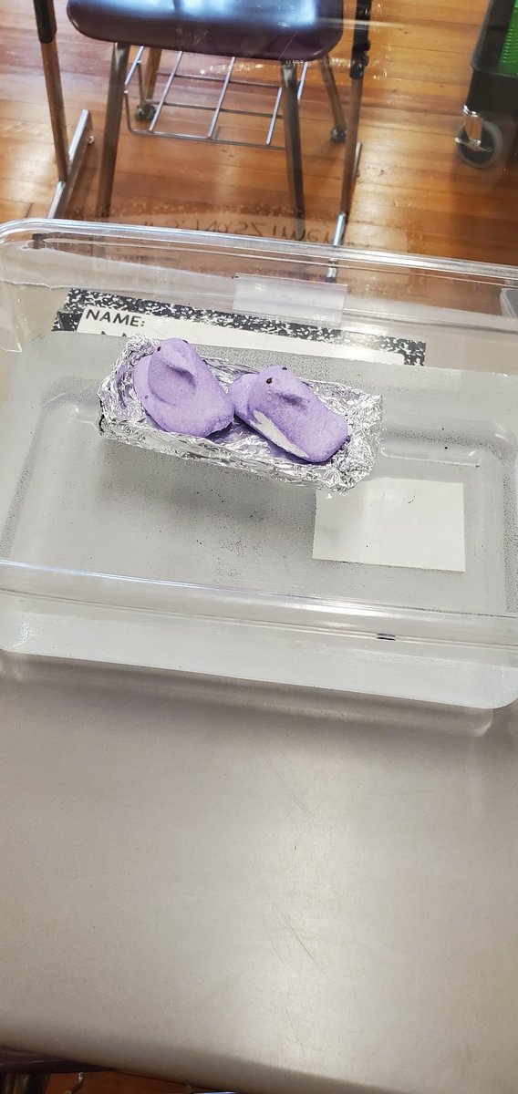 MsMenendez1's tweet image. Spring into Science! Today we tried to find out which liquid could dissolve a Peep the fastest, and then built a raft to see how long they could float #WeeLoveScience #SpringintoScience @MrsNaszimento
