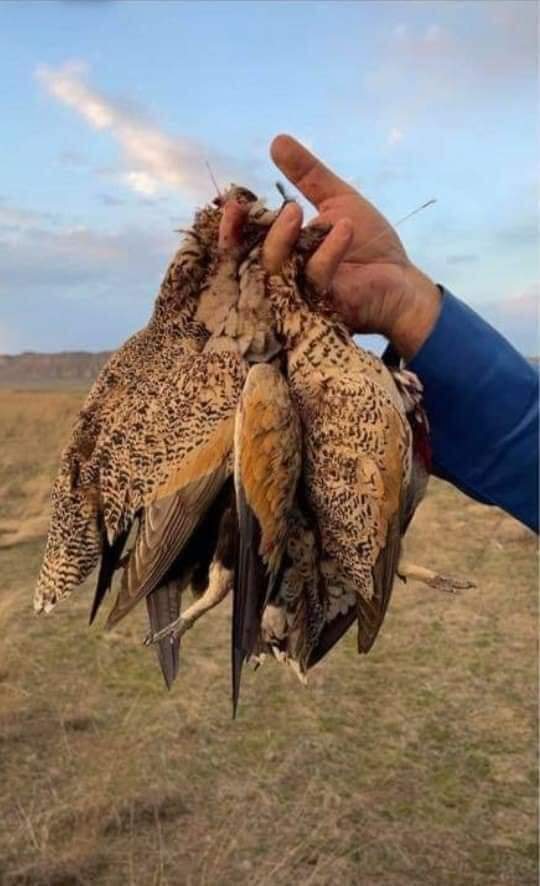 They (#Arabian #Tourists) destroy everything they come across.  There is no red line. This is a rare #Caucasian #Crane (lat. Grus grus archibaldi).  There are less than 200 pairs in #nature!
<a href="/presidentaz/">Ilham Aliyev</a>
<a href="/1VicePresident/">Mehriban Aliyeva</a>
<a href="/LeylaAliyeva_/">leylaliyeva999</a>