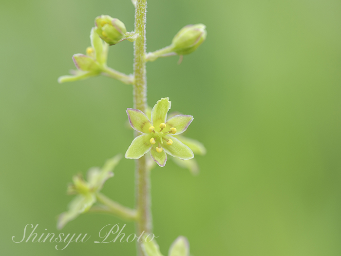 Licolemon Licolemon1 Twitter